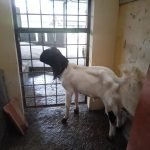 2 Terduga Pencuri Kambing di Purbalingga Tertangkap Warga, 1 Orang Dikabarkan Meninggal Dunia. Foto: Pendim Purbalingga