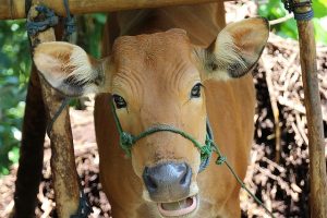 Kenapa Sapi Dianggap Sakral