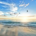 Gambar Ilustrasi: Pixabay Pexels - Desa di Banjarnegara Lepas Ratusan Burung, Jaga Konservasi Sumber Daya Alam Hayati dan Ekosistem.