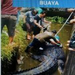 Seleb TikTok Tewas Dimakan Buaya, Benar atau Hoax, Begini Faktanya