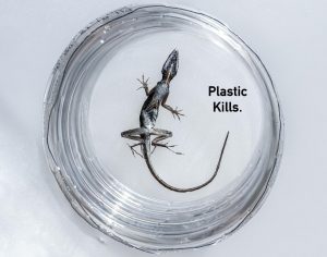 Ustaz Adi Hidayat : Hukumnya Membunuh Cicak, Begini Penjelasannya