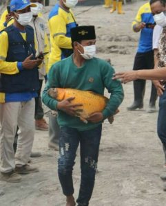 Ikan Mas Besar Selamat dari Awan Panas Gunung Semeru