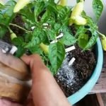 Abu Rokok Ternyata Bisa Buat Tanaman Subur, Loh!