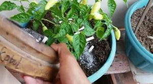 Abu Rokok Ternyata Bisa Buat Tanaman Subur, Loh!