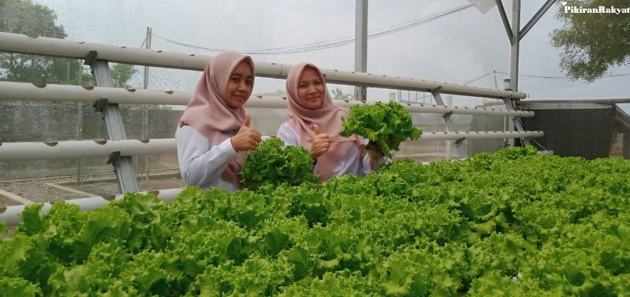 sayuran hidroponik banjarnegara