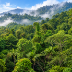 Pemandangan hutan tropis hijau yang lebat dengan pegunungan berkabut sebagai ilustrasi lingkungan hidup.