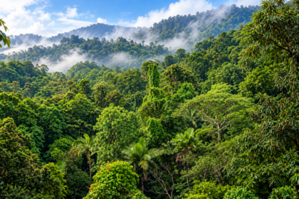 Pemandangan hutan tropis hijau yang lebat dengan pegunungan berkabut sebagai ilustrasi lingkungan hidup.