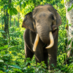 Gajah Sumatra bertaring panjang berdiri di tengah hutan tropis yang rimbun.
