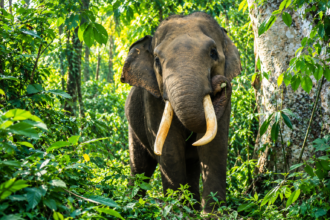 Gajah Sumatra bertaring panjang berdiri di tengah hutan tropis yang rimbun.