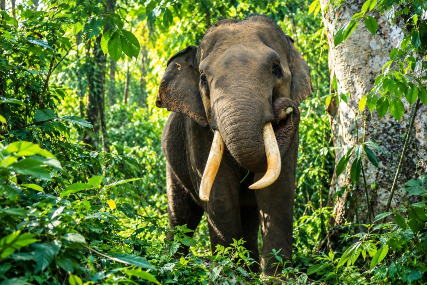 Gajah Sumatra bertaring panjang berdiri di tengah hutan tropis yang rimbun.